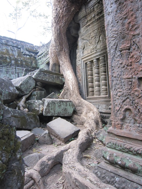 Ta Prohm.  The powers that be decided to leave renovate this temple around the trees that have grown around the rocks since 1186 when it was built.  We were there just after sunrise and I enjoyed the relative silence of stone, gods, trees and parrots calling from the treetops.  Remarkable.